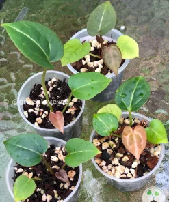 Image of Anthurium 'Plum Aura' bred by @greenlove_nz