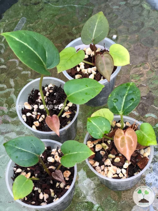 Image of Anthurium 'Plum Aura' bred by @greenlove_nz