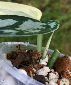 Image of Rare Scindapsus Mariposa