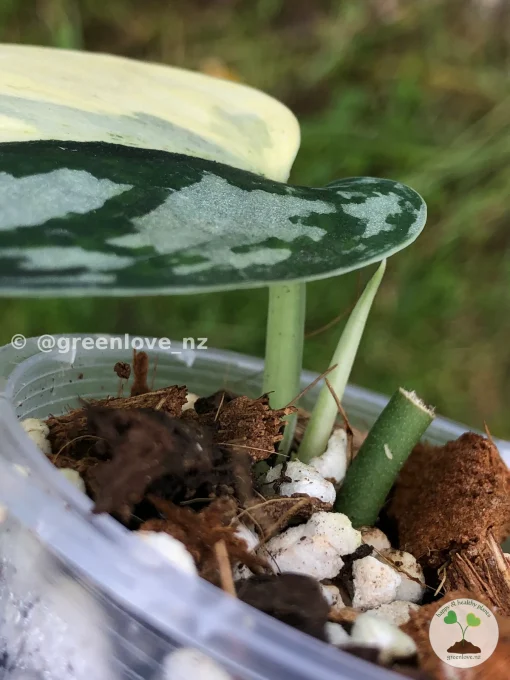 Image of Rare Scindapsus Mariposa