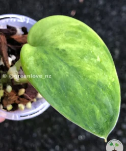 Rare Scindapsus Exotica 'Green Emerald'