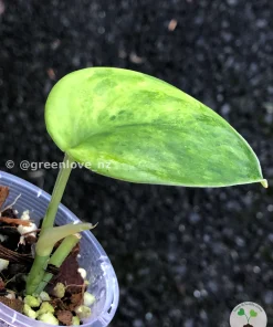 Rare Scindapsus Exotica 'Green Emerald'