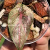 Image of Alocasia Azlanii Pink Variegated