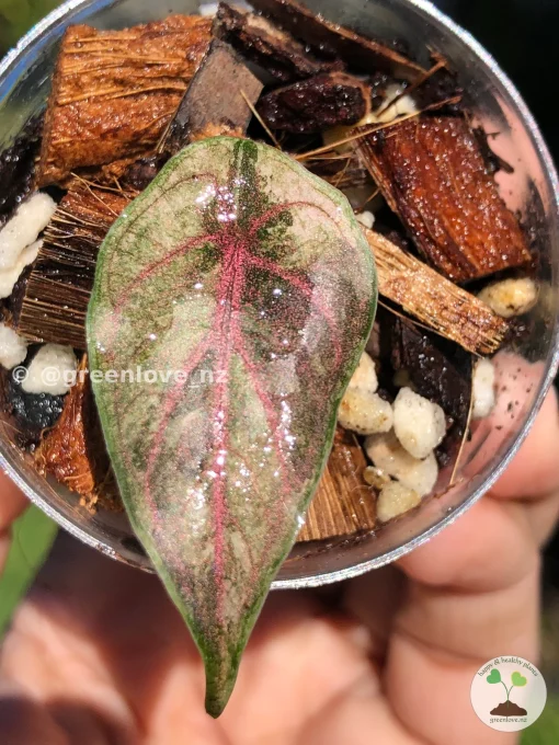 Image of Alocasia Azlanii Pink Variegated