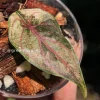 Image of Alocasia Azlanii Pink Variegated