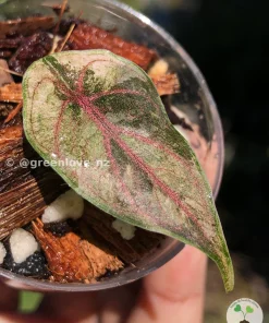 Image of Alocasia Azlanii Pink Variegated