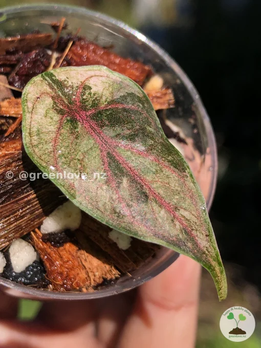 Image of Alocasia Azlanii Pink Variegated