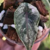 Image of Alocasia Azlanii Pink Variegated