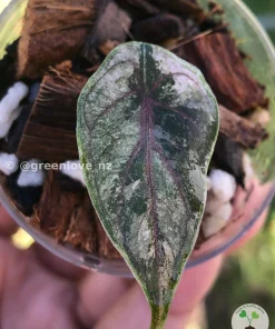 Image of Alocasia Azlanii Pink Variegated