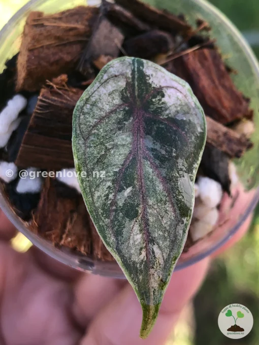 Image of Alocasia Azlanii Pink Variegated