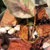 Image of a new leaf on the Alocasia Azlanii Pink Variegated