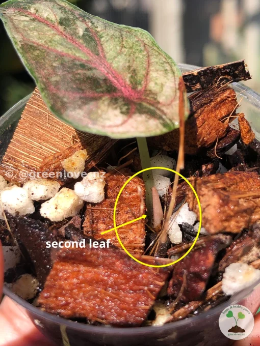 Image of a new leaf on the Alocasia Azlanii Pink Variegated