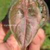 Image of Alocasia Azlanii Pink Variegated in sun