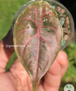 Image of Alocasia Azlanii Pink Variegated in sun