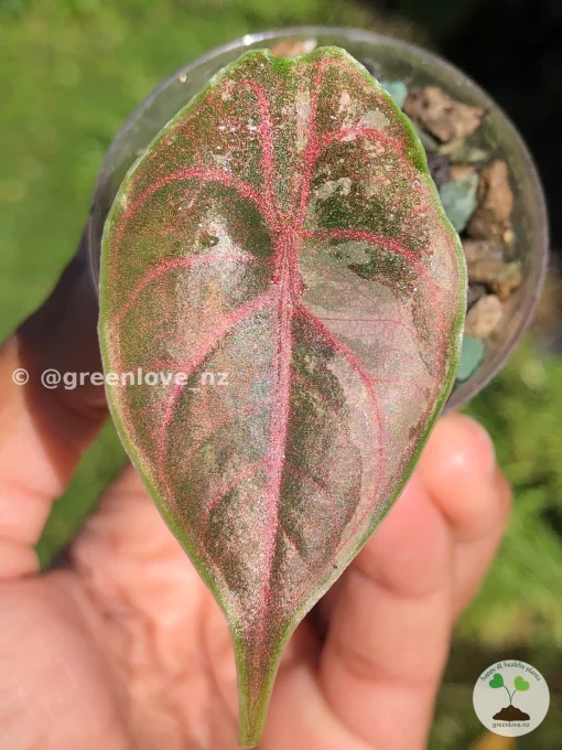 Image of Alocasia Azlanii Pink Variegated in sun