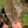 Alocasia Azlanii Pink Variegated
