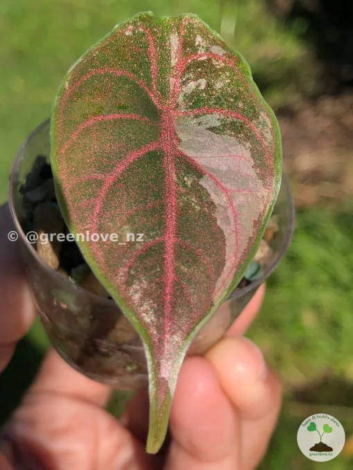 Alocasia Azlanii Pink Variegated