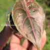 Image of Alocasia Azlanii Pink Variegated