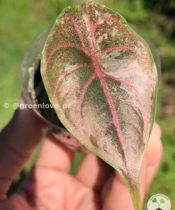 Image of Alocasia Azlanii Pink Variegated