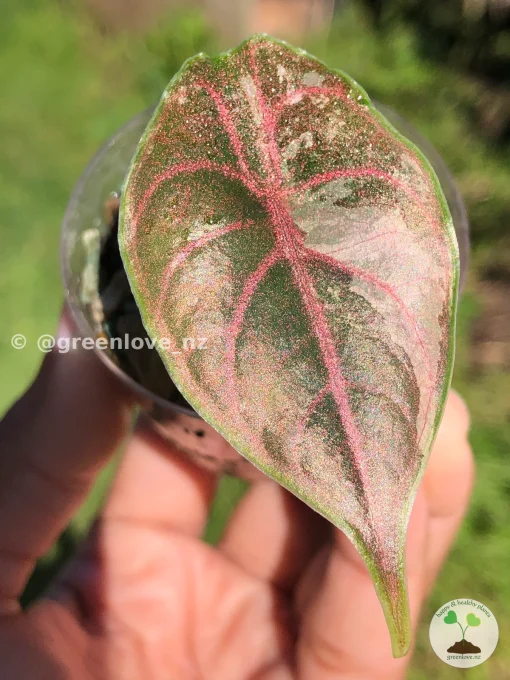 Image of Alocasia Azlanii Pink Variegated