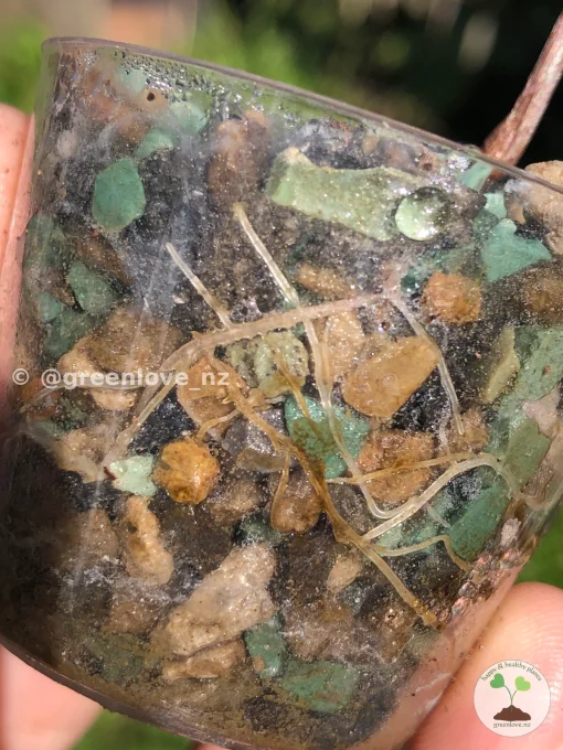 Image showing the roots of Alocasia Azlanii Pink Variegated