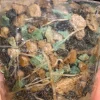 Image showing the roots of an Alocasia Azlanii Pink Variegated