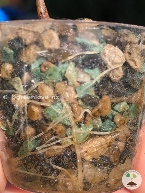 Image showing the roots of an Alocasia Azlanii Pink Variegated