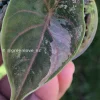 Image of Alocasia Azlanii Pink Variegated in shade
