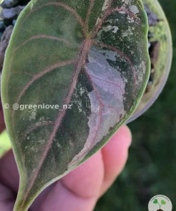 Image of Alocasia Azlanii Pink Variegated in shade