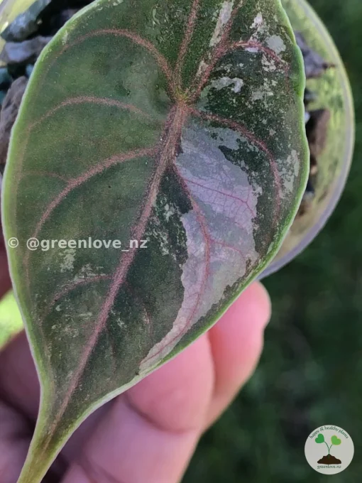 Image of Alocasia Azlanii Pink Variegated in shade
