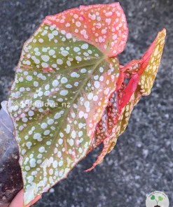 Image of a beautifully variegated Begonia Maculata Pink