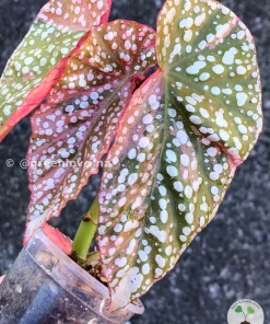 Image of a beautifully variegated Begonia Maculata Pink