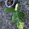 Philodendron Florida Beauty