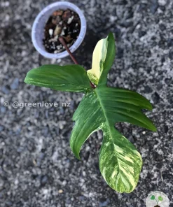 Philodendron Florida Beauty