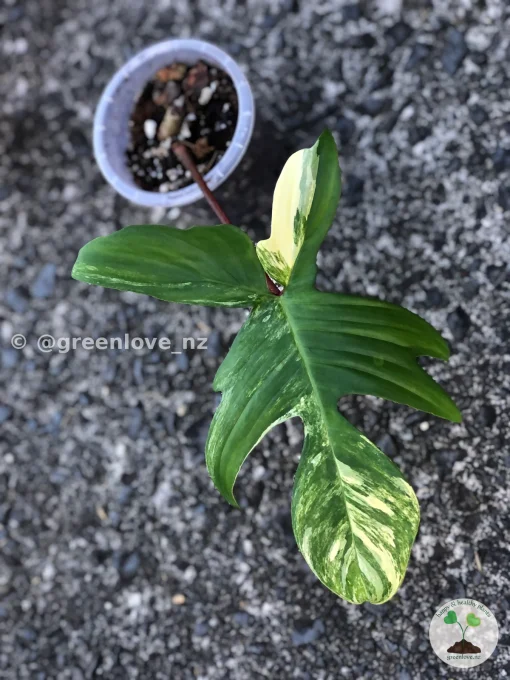 Philodendron Florida Beauty