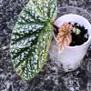 Image of a Begonia Snow Capped Variegated
