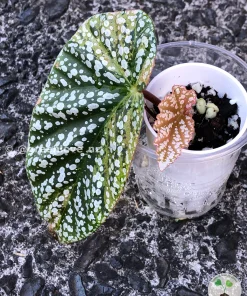 Image of a Begonia Snow Capped Variegated