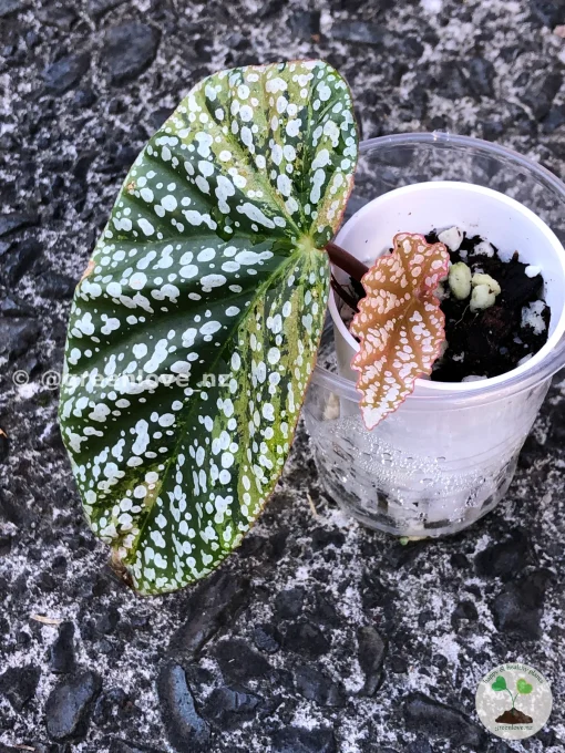 Image of a Begonia Snow Capped Variegated