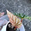 Image of a Begonia Snow Capped Variegated