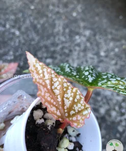 Image of a Begonia Snow Capped Variegated