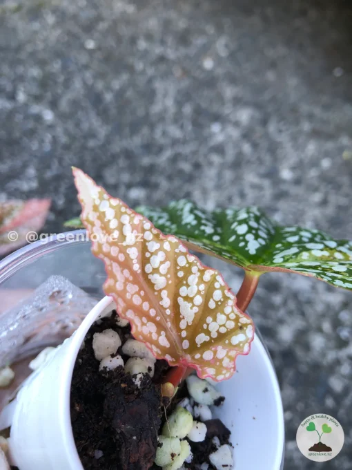 Image of a Begonia Snow Capped Variegated