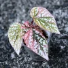 Image of a Begonia Snow Capped Variegated