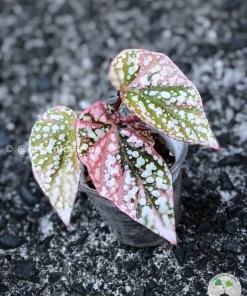 Image of a Begonia Snow Capped Variegated