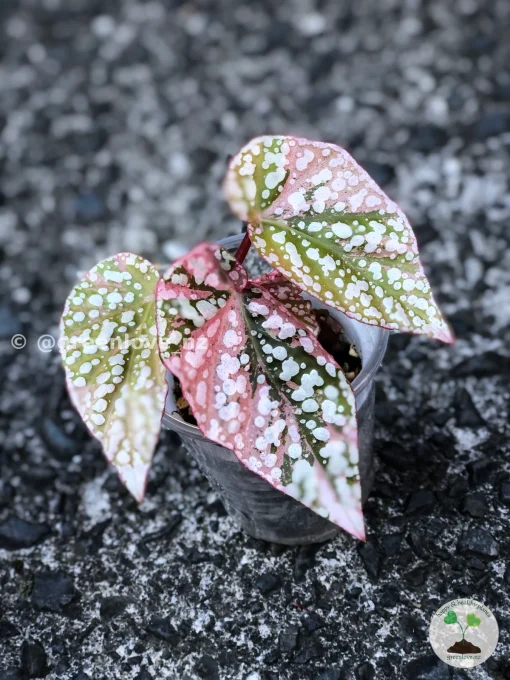 Image of a Begonia Snow Capped Variegated