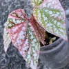 Image of a Begonia Snow Capped Variegated