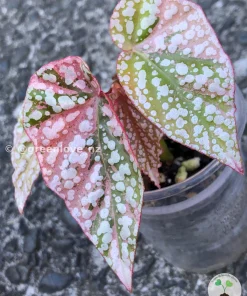 Image of a Begonia Snow Capped Variegated