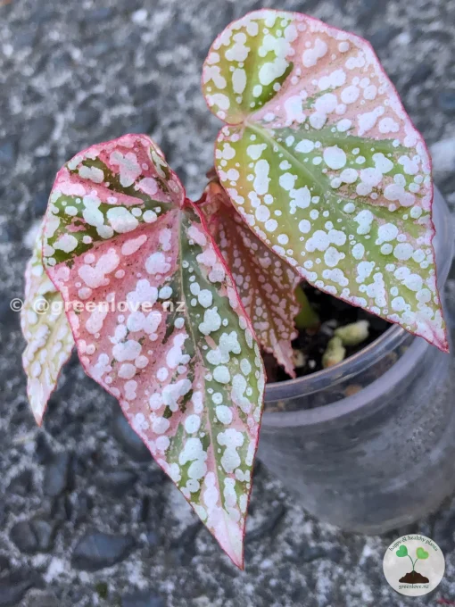 Image of a Begonia Snow Capped Variegated