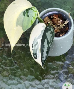 Rare Scindapsus Mariposa