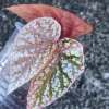 Image of a Begonia Snow Capped Variegated
