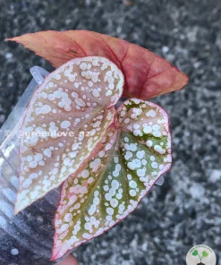 Image of a Begonia Snow Capped Variegated